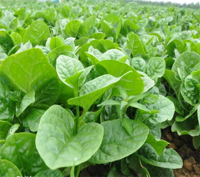 木耳菜種子一斤多少錢 木耳菜種子